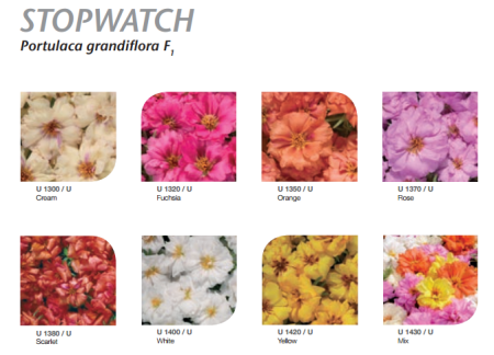 Портулак Стопвотч Фуксия, 100драже. Профессиональная упаковка фото в интернет-магазине "Сортовые семена"